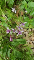 Delphinium gracilentum