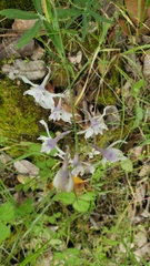 Delphinium gracilentum