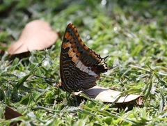 Charaxes saturnus