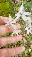Delphinium gracilentum