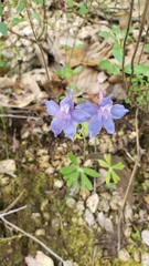 Delphinium gracilentum