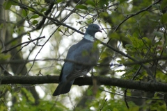 Columba palumbus