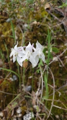 Delphinium gracilentum