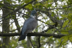 Columba palumbus