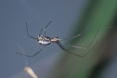 Frontinellina frutetorum