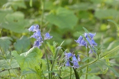 Hyacinthoides