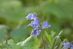 Hyacinthoides