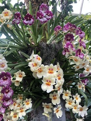 Miltoniopsis