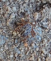 Dermacentor reticulatus