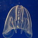 Mikado Comb Jelly - Photo (c) 
KENPEI, some rights reserved (CC BY-SA)