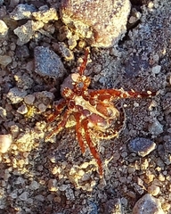 Dermacentor reticulatus