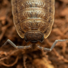 Porcellio provincialis