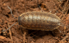 Porcellio provincialis
