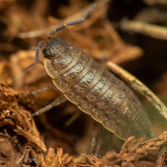 Porcellio provincialis