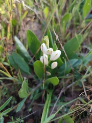 Ornithogalum concinnum