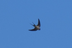 Hirundo rustica