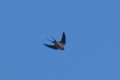 Hirundo rustica