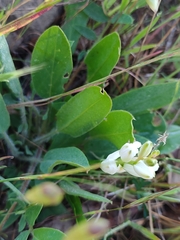 Ornithogalum concinnum