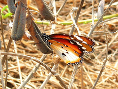 Danaus chrysippus alcippus