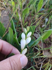 Ornithogalum concinnum