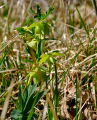 Helleborus multifidus istriacus