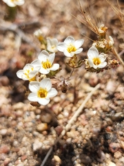 Leptosiphon lemmonii