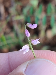 Vicia parviflora