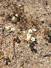 Leptosiphon lemmonii