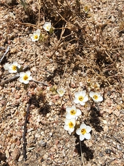 Leptosiphon lemmonii