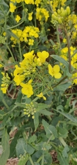 Brassica napus napus
