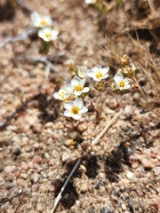 Leptosiphon lemmonii