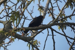 Turdus merula