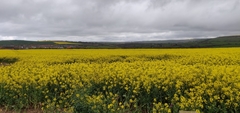 Brassica napus napus