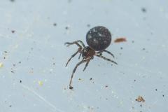 Microdipoena jobi