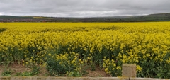Brassica napus napus