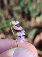 Vicia parviflora