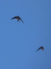 Hirundo rustica