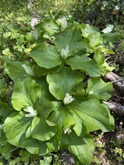 Trillium albidum