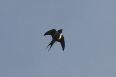 Hirundo rustica