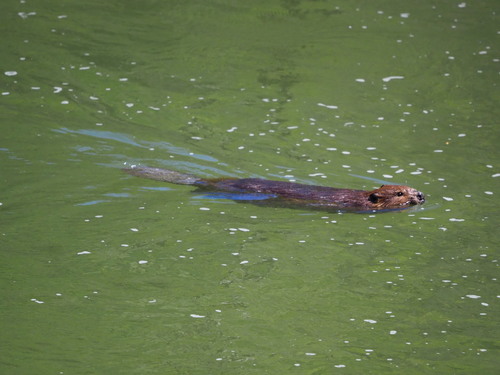 American Beaver photographed in West Virginia