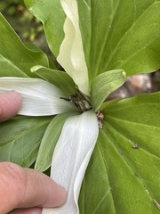 Trillium albidum