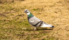 Columba livia
