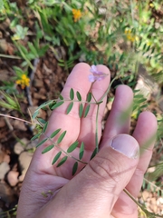 Vicia parviflora