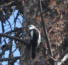 Dryobates pubescens leucurus