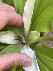 Trillium albidum