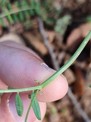 Vicia parviflora