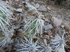 Grusonia clavata