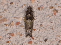 Pseudexentera knudsoni