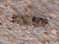 Pseudexentera knudsoni