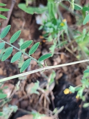 Vicia parviflora